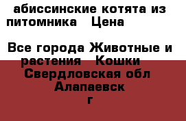 абиссинские котята из питомника › Цена ­ 15 000 - Все города Животные и растения » Кошки   . Свердловская обл.,Алапаевск г.